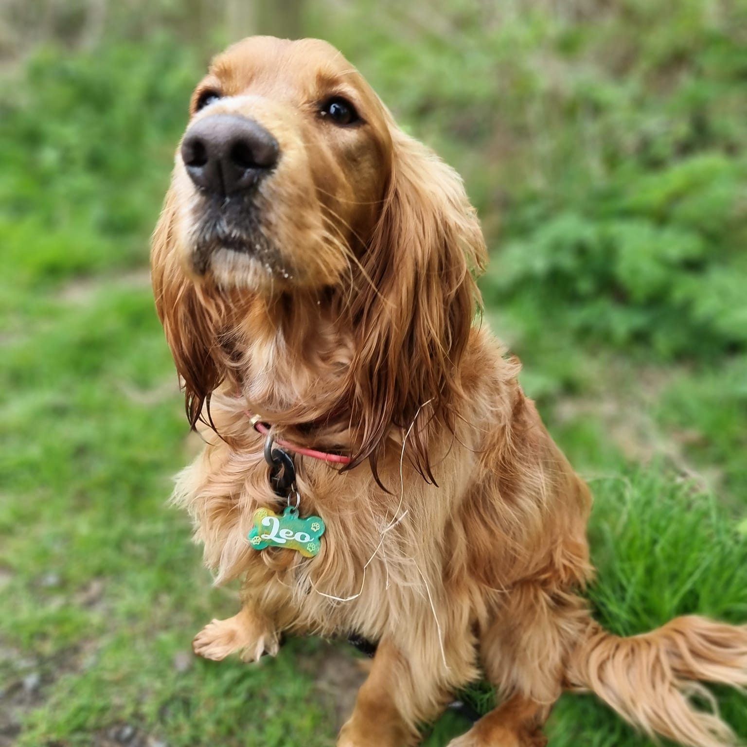 278578929_3070364046514463_8559596444671034752_n Dog Image 16