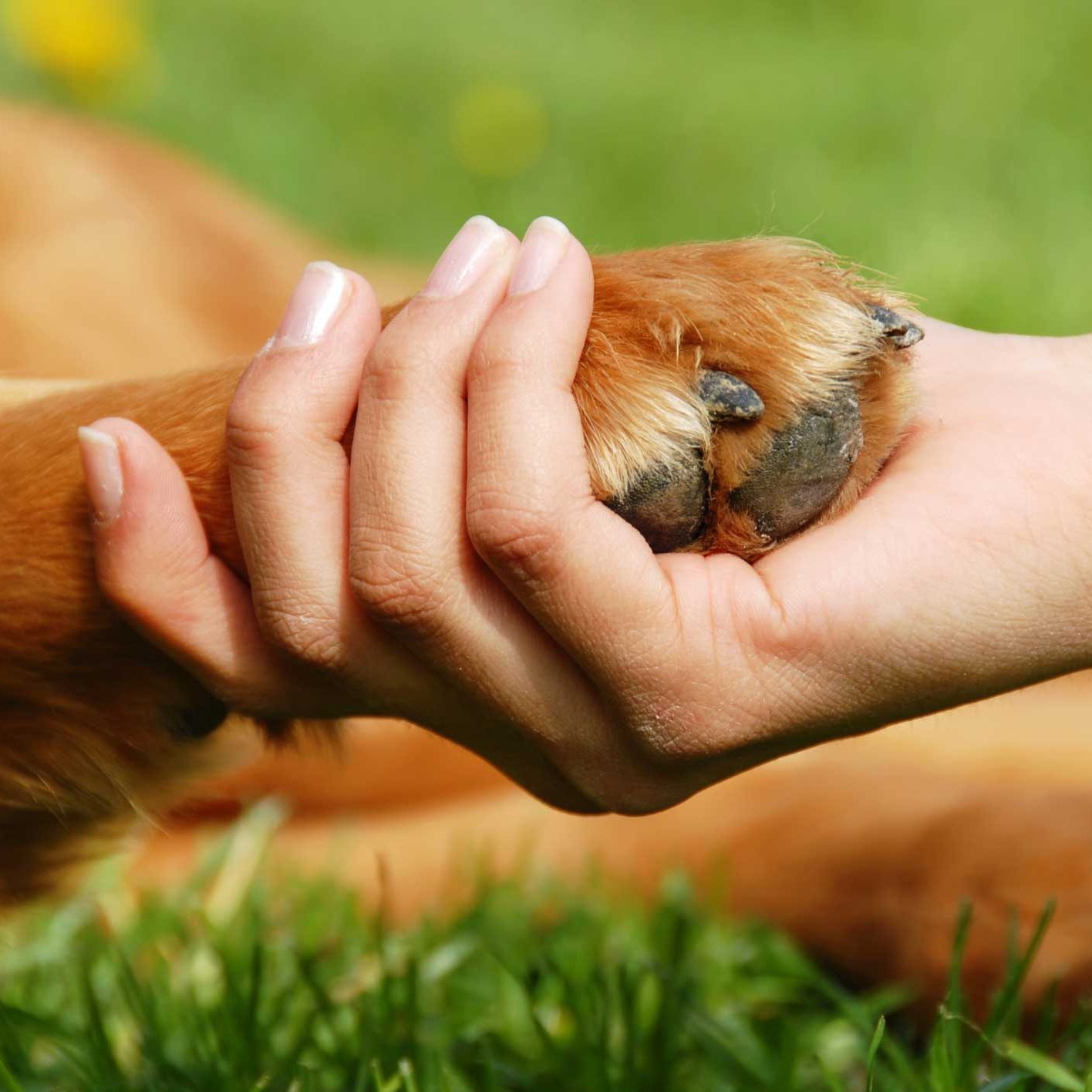 Dog Paw Quality Dog Training